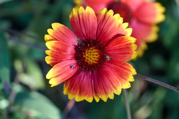 Hermosa flor de gaillardia de verano — Foto de Stock