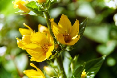 Baharda, Polonya 'da bir bahçedeki sardunya çiçeğinin yakın çekimi