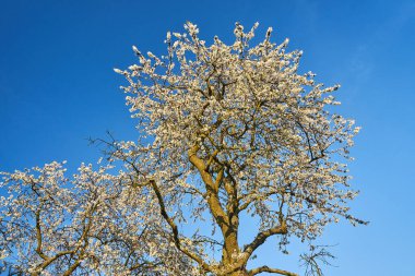 Bir meyve ağacının dallarında açan beyaz çiçekler gökyüzüne karşı, Polonya