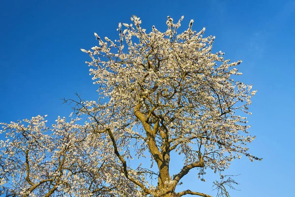 Bir meyve ağacının dallarında açan beyaz çiçekler gökyüzüne karşı, Polonya