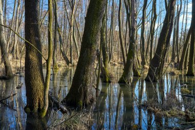 Bahar aylarında yaprak döken bir ormanda buzlar üzerinde buzlar, Polonya