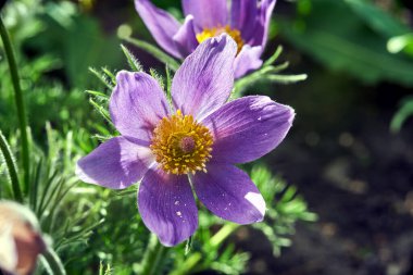 Baharda, Polonya 'da, bahçede açan mor, çiçekli çiçeklerin detayları