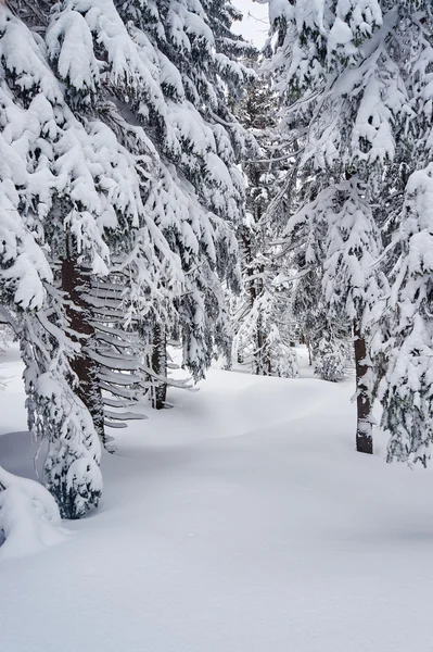 Schneebedeckte Bäume in den riesigen Bergen, Polen — Stockfoto