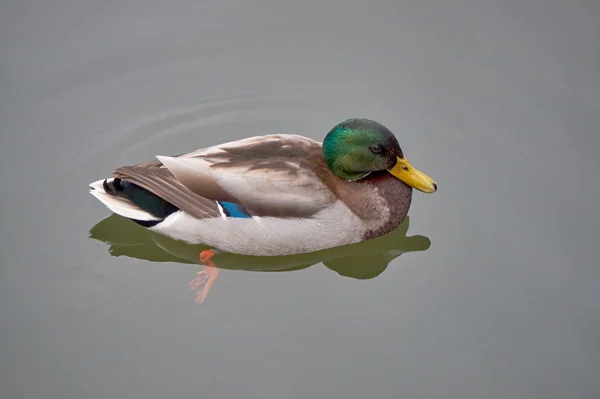 Drake floating on a pond — Stock Photo, Image