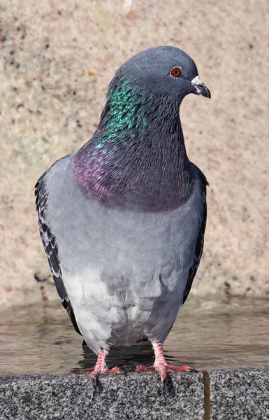 Портрет серого голубя — стоковое фото