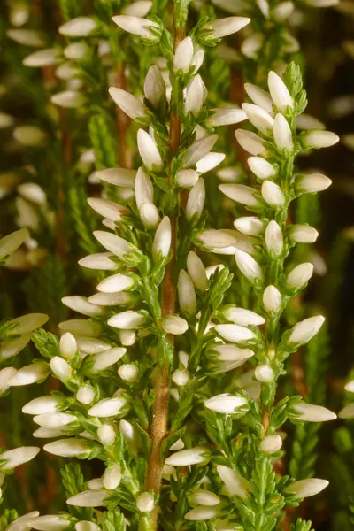 Kleine bloemen op de bush briar herfst in Polen — Stockfoto