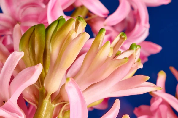 Detalhes de pequenas flores roxas — Fotografia de Stock