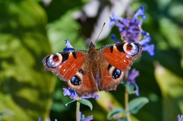 Aglais io Schmetterling sitzt auf einer Blume — Stockfoto
