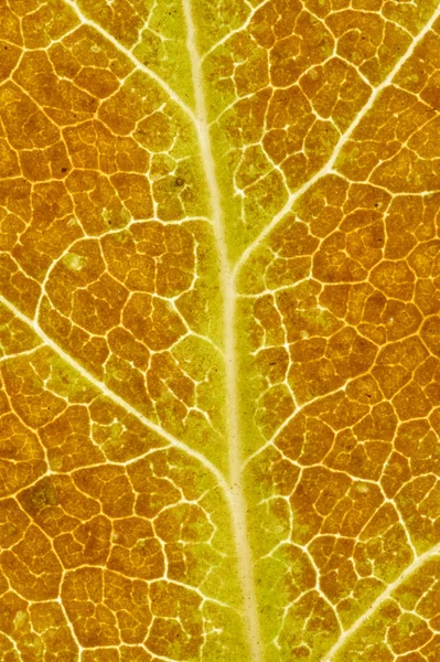 Cerrar la superficie de una hoja de otoño —  Fotos de Stock