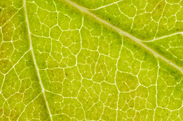 Cerrar la superficie de una hoja de otoño —  Fotos de Stock