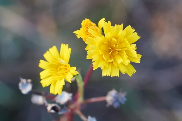 El lodo del diente de león - la flor amarilla en verano en el prado —  Fotos de Stock