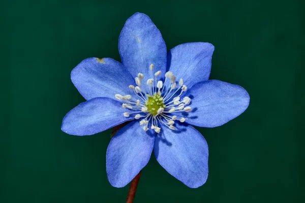 Szoros tavaszi virág liverwort — Stock Fotó