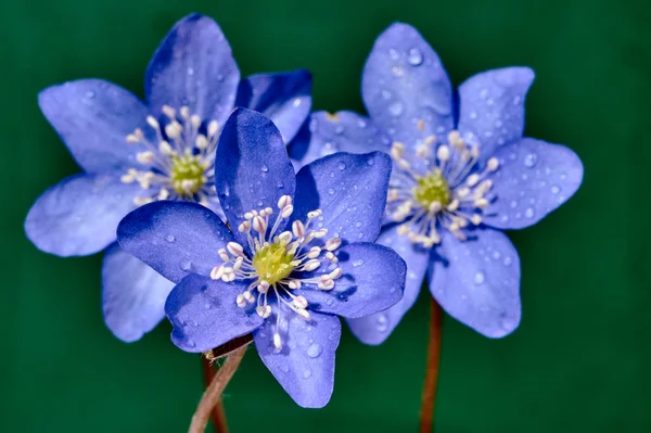 Nära våren blomma blåsippor — Stockfoto