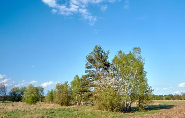 Луг і квітучі весняні дерева — стокове фото