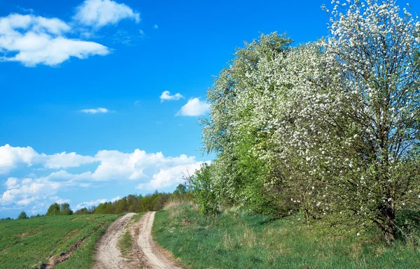 パス開花の春の森 — ストック写真