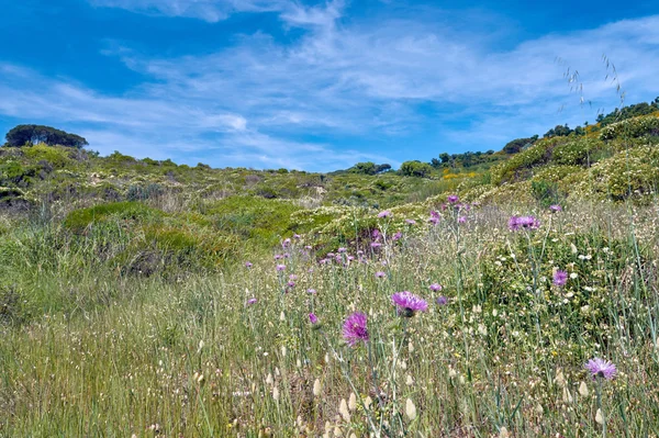 Flowers blooming on the coast of the Mediterranean in the spring — Stock Photo, Image