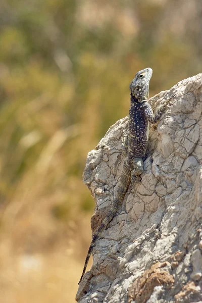 Griechische Eidechse auf einem Felsen — Stockfoto