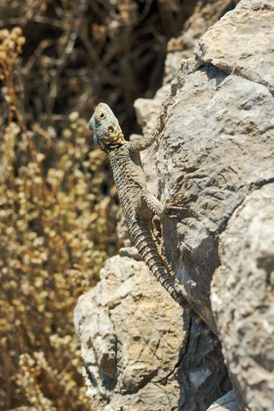 Lagarto grego em uma rocha — Fotografia de Stock