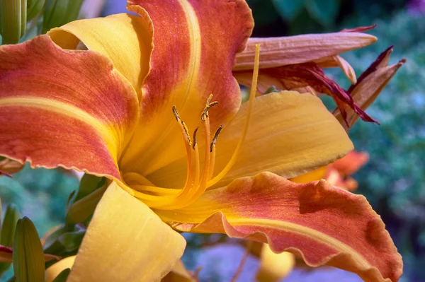 Pistilo e estames da flor lírios amarelo-laranja — Fotografia de Stock