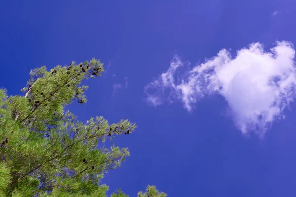 Äste und Tannenzapfen vor blauem Himmel — Stockfoto