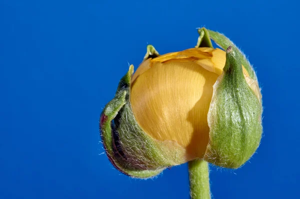 Buttercup bud in the studio — Stock Photo, Image