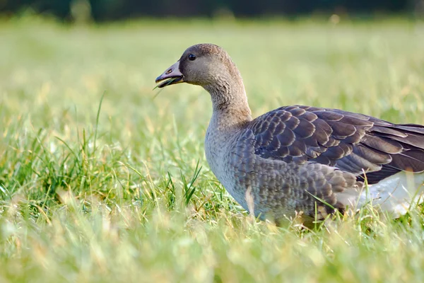 Wild goose på ängen — Stockfoto