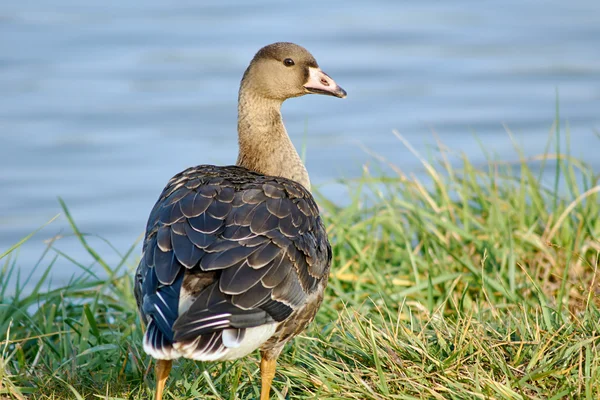 Wild goose på sjön — Stockfoto