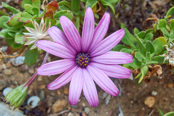 Flor de osteospermum em Franca — Fotografia de Stock