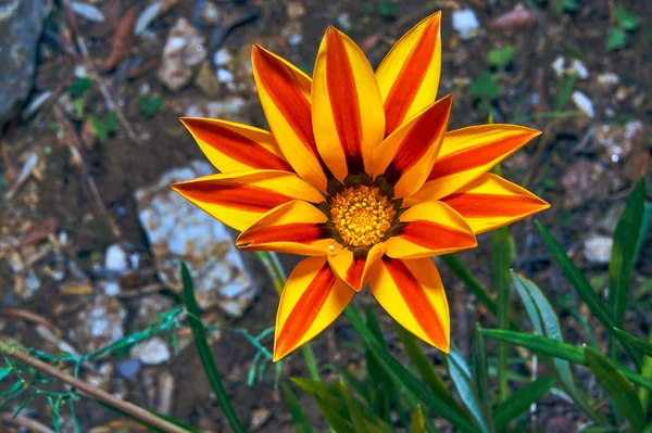 Flor flor amarilla gazania — Foto de Stock