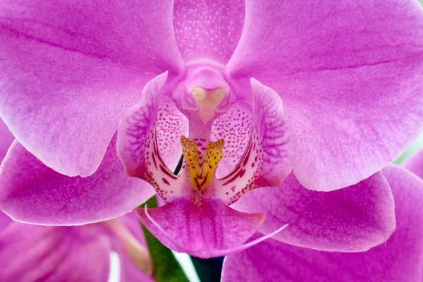 Detail van roze orchideebloem — Stockfoto