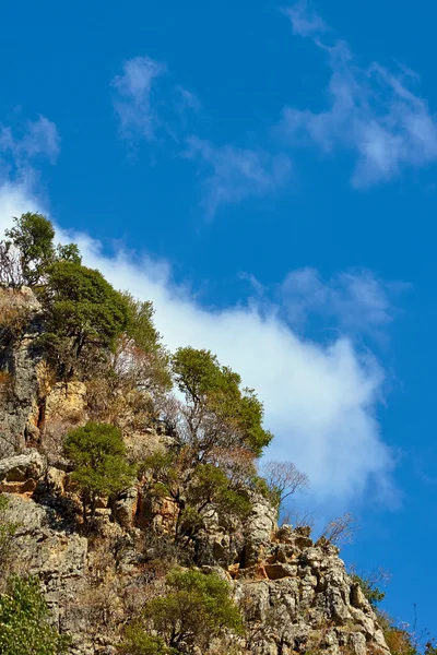 Alberi che crescono su una collina rocciosa sull'isola di Creta, Grecia — Foto Stock