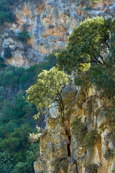 Arbres poussant sur une colline rocheuse sur l'île de Crète, Grèce — Photo