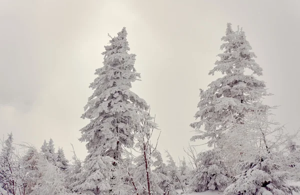 お山脈の雪に覆われた木 — ストック写真