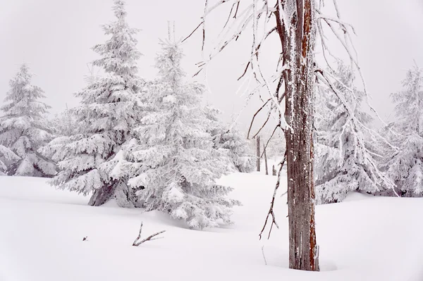Karla kaplı ağaçlarda Jizera Mountains — Stok fotoğraf