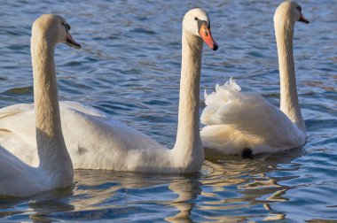 Beyaz Kuğu Gölde yüzen grubu