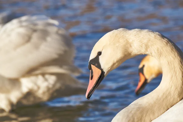 Retrato de un cisne blanco flotando en el lago —  Fotos de Stock