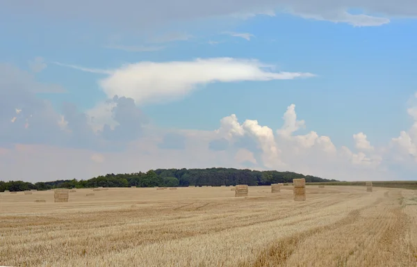 Paesaggio rurale in estate dopo la vendemmia — Foto Stock