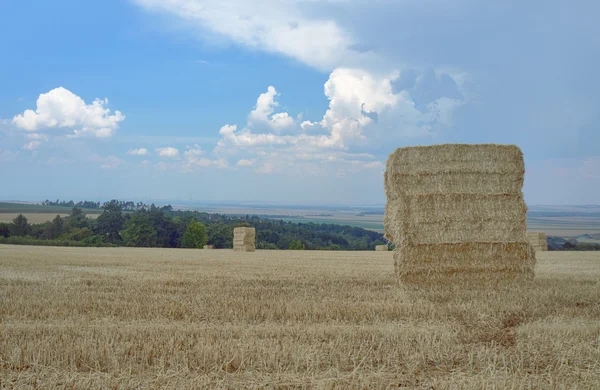 Paisagem rural no verão após a colheita — Fotografia de Stock