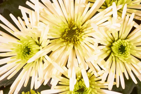 Détail du chrysanthème blanc Fleur de soie — Photo