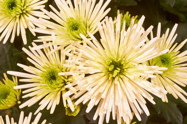 Détail du chrysanthème blanc Fleur de soie — Photo