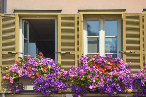Windows s květy dům — Stock fotografie