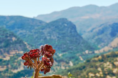 Adada dağlarda Echeveria çiçek