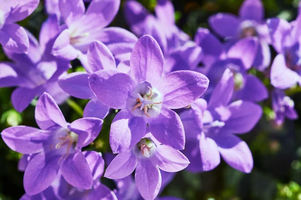 Ein Strauß schöner lila Glockenblumen — Stockfoto