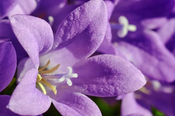 Schöne lila Glockenblume Detail — Stockfoto