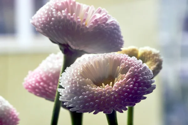 Красочный цветок Дейзи весной — стоковое фото