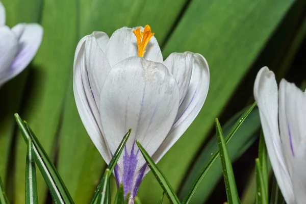 白い春クロッカスの花庭の — ストック写真