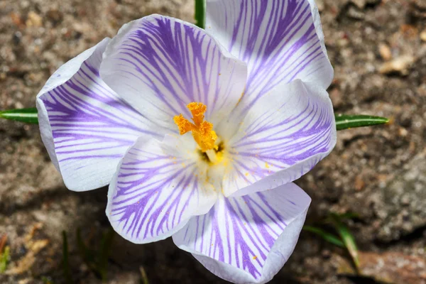 Weiße Frühlingskrokusblüten im Garten — Stockfoto