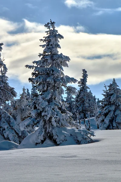 白雪覆盖的云杉树木在冬天在巨人山脉 — 图库照片