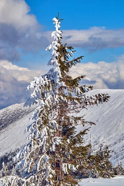 雪に覆われた巨大山脈の冬の間に小ぎれいなな木 — ストック写真