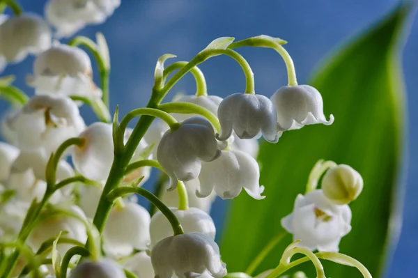 Detail van een witte bloem lelietje van dalen — Stockfoto